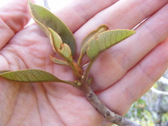 Sideroxylon octosepalum