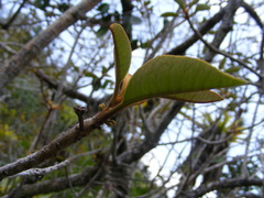 Sideroxylon octosepalum