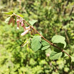 Symphoricarpos microphyllus