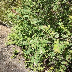 Symphoricarpos microphyllus