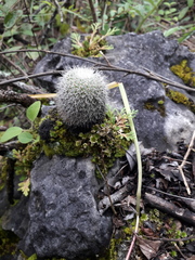 Mammillaria albilanata tegelbergiana