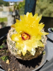 Parodia