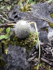 Mammillaria albilanata tegelbergiana