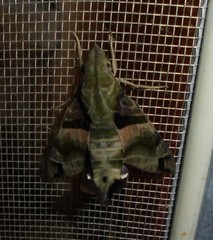 Macroglossum pyrrhosticta