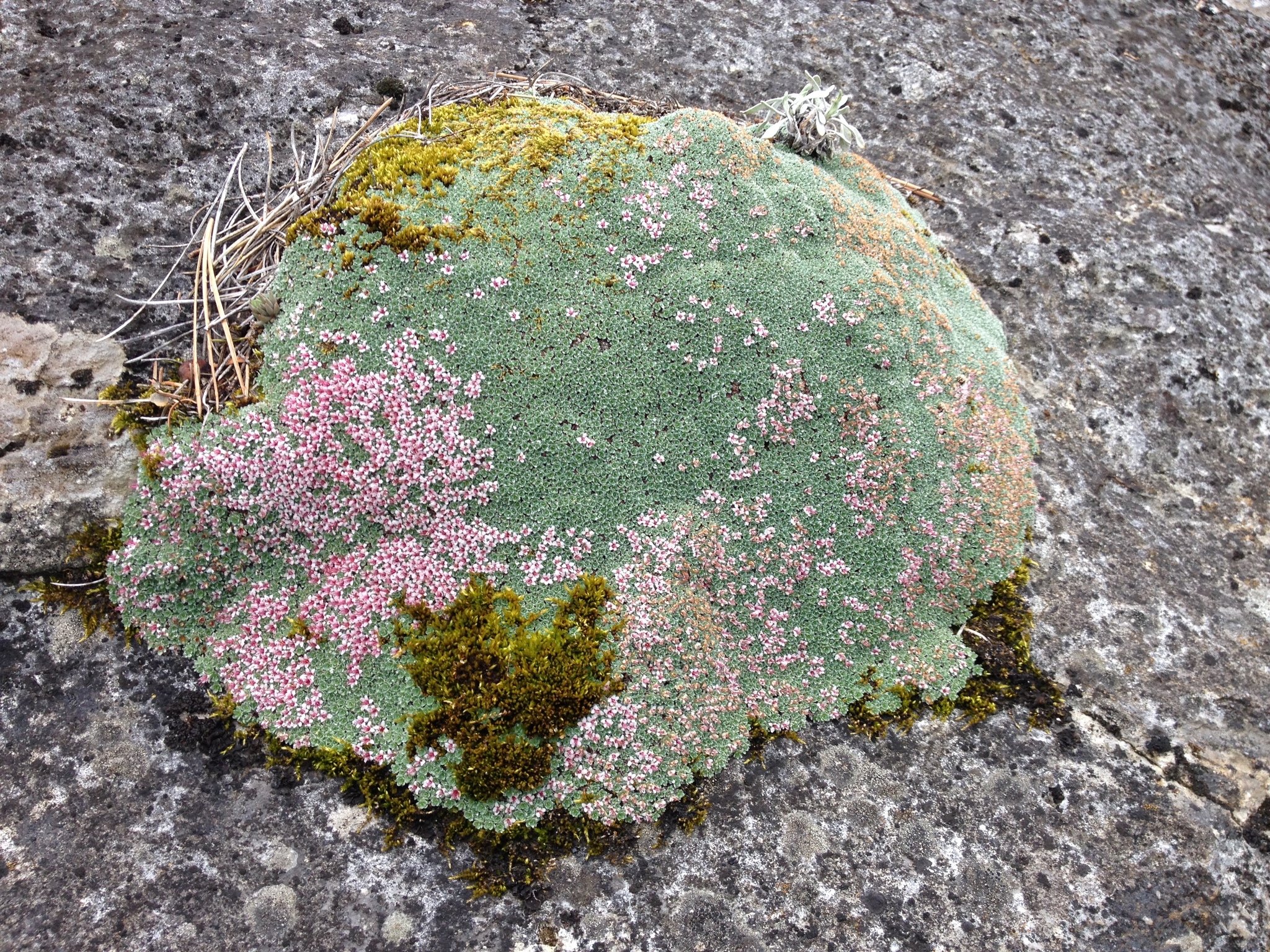 Kelseya uniflora