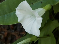 Convolvulaceae