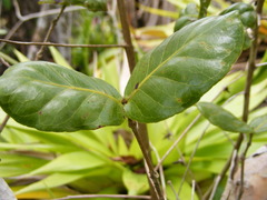 Psidium harrisianum