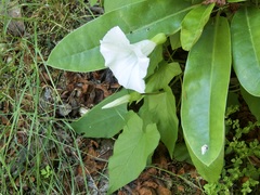 Convolvulaceae