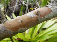 Psidium harrisianum