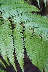 Cyathea australis