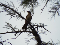 Turdus grayi