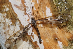 Leptotarsus binotatus