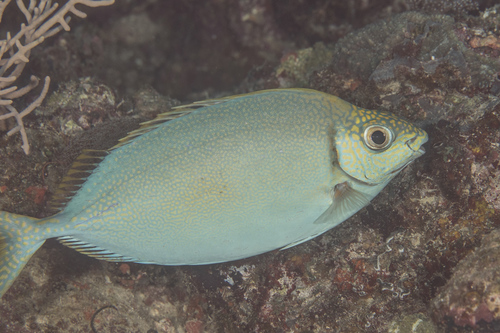 Forktail rabbitfish (Siganus argenteus) — Siganidae — 4