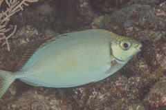 Siganus argenteus