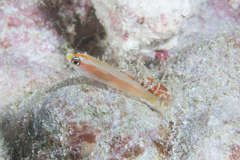 Trimma anaima