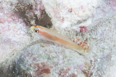 Trimma anaima
