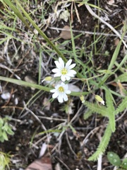 Cerastium beeringianum