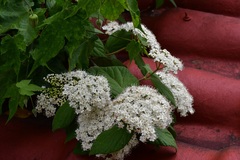 Viburnum jucundum