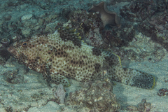 Epinephelus maculatus