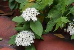 Viburnum jucundum