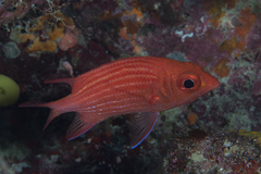 Sargocentron tiereoides