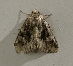 Phosphila miselioides