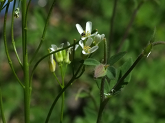 Arabis eschscholtziana