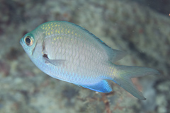 Chromis alpha