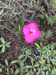 Oenothera deserticola