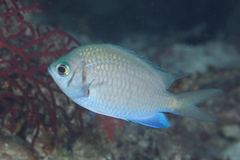 Chromis alpha