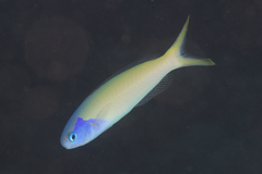 Hoplolatilus starcki