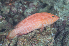 Cephalopholis spiloparaea