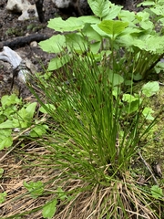 Juncus drummondii