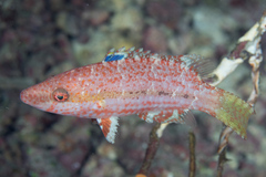 Oxycheilinus arenatus