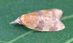 Cenopis diluticostana