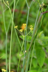 Donnellsmithia juncea