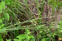 Donnellsmithia juncea