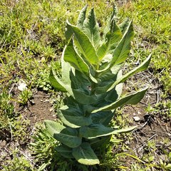 Asclepias notha