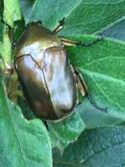 Pseudotorynorrhina japonica