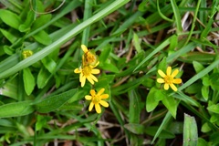 Melampodium montanum