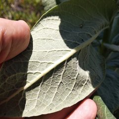 Asclepias notha