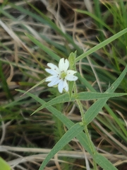 Pseudostellaria