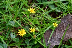 Melampodium montanum