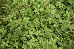 Origanum majorana