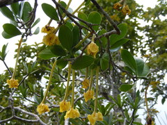 Brunfelsia splendida