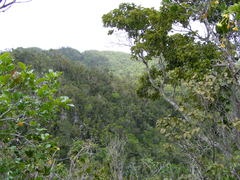 Brunfelsia splendida