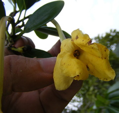 Brunfelsia splendida