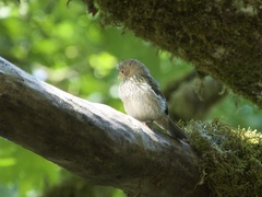 Passeriformes