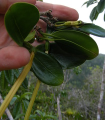 Brunfelsia splendida