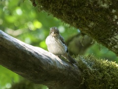Passeriformes